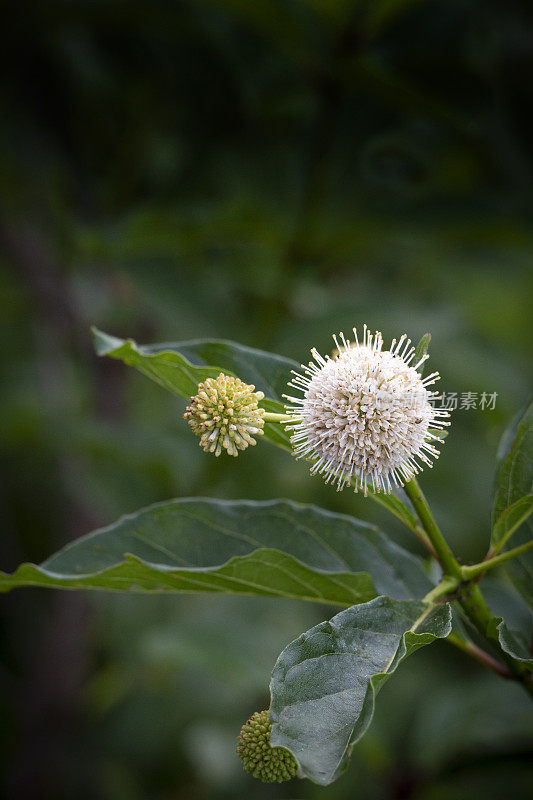 野花-梧桐(Cephalanthus occidentalis)